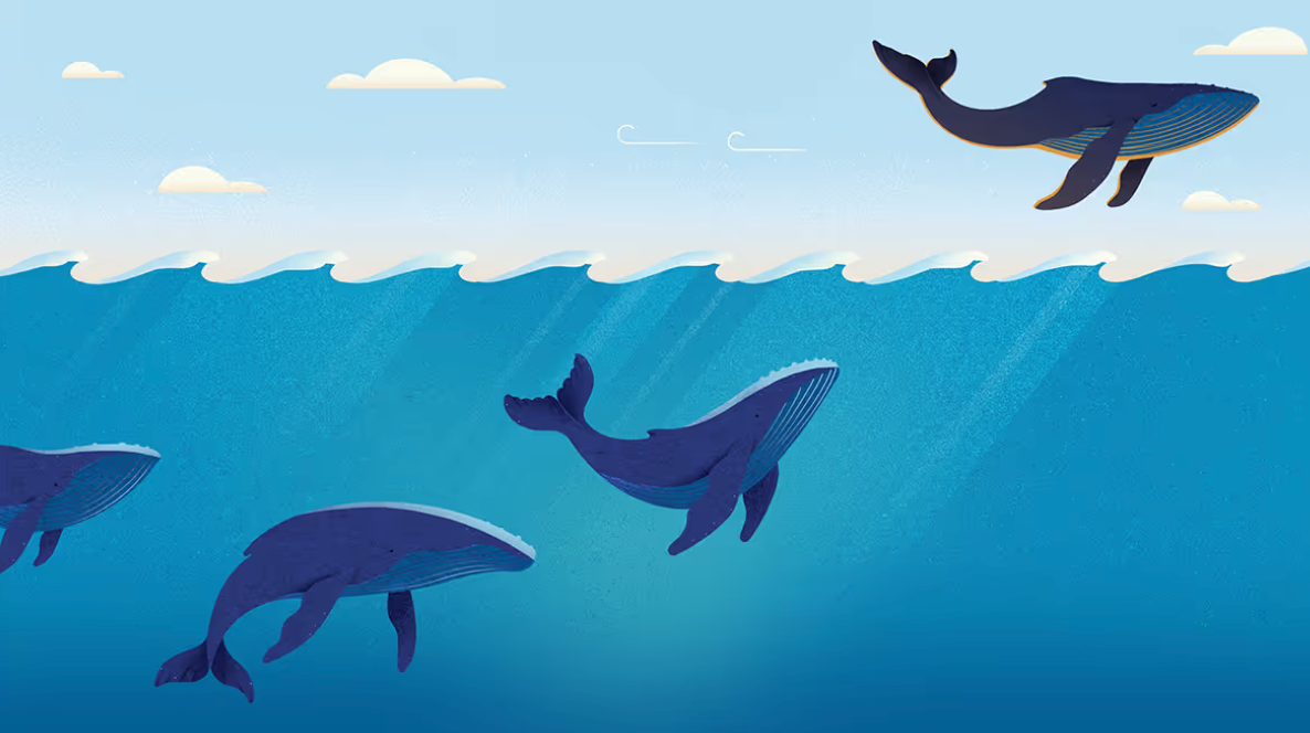 Leaping Whale Illustration by Diana Bolton